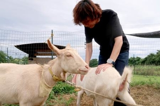 　ＮＰＯ法人「麦わら屋」が飼育するヤギと小野介也理事長＝２０２４年７月、前橋市