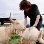 　ＮＰＯ法人「麦わら屋」が飼育するヤギと小野介也理事長＝２０２４年７月、前橋市
