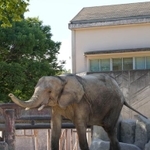 　妊娠が確認された広島市の安佐動物公園のマルミミゾウ「メイ」＝２０２４年９月