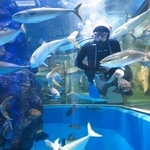 　「富山湾大水槽」で魚に餌をやる飼育員＝富山県魚津市の魚津水族館