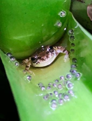 　植物の茎にたまった水場で卵を守るアイフィンガーガエルの雄（伊藤文さん提供）