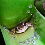 　植物の茎にたまった水場で卵を守るアイフィンガーガエルの雄（伊藤文さん提供）