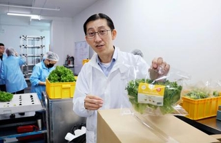 　「ＧＫＥアグリテック」の植物工場で収穫したレタス＝２０２４年１２月、シンガポール（共同）