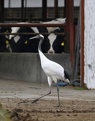 　牛舎のそばを悠然と歩くタンチョウ＝北海道標茶町