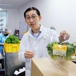 　「ＧＫＥアグリテック」の植物工場で収穫したレタス＝２０２４年１２月、シンガポール（共同）