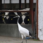 　牛舎のそばを悠然と歩くタンチョウ＝北海道標茶町