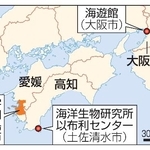　大阪市「海遊館」、愛媛県宇和島市、高知県土佐清水市「海洋生物研究所以布利センター」