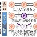 　細胞の配置ミスを修正するイメージ