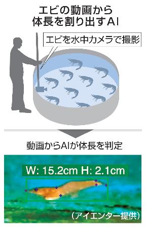 　エビの動画から体長を割り出すＡＩ（写真はアイエンター提供）