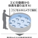 　エビの動画から体長を割り出すＡＩ（写真はアイエンター提供）