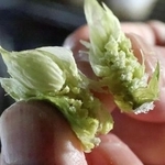 　クラフトビール造りで使用している北海道産ホップ＝札幌市白石区