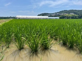　夏に収穫を迎える四国地方の「早場米」の田んぼ＝１９日