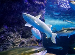 　餌を求めて泳ぐナガコバンの「バンちゃん」＝２０２５年７月２日、富山県魚津市の魚津水族館