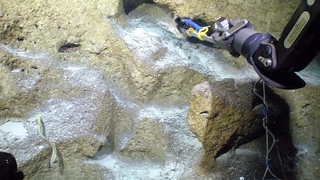 　無人探査機のカメラで撮影した沖縄・南大東島周辺の深海探査の様子＝２０２４年５月（Ｄ-ＡＲＫ／海洋研究開発機構提供）