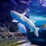 　餌を求めて泳ぐナガコバンの「バンちゃん」＝２０２５年７月２日、富山県魚津市の魚津水族館