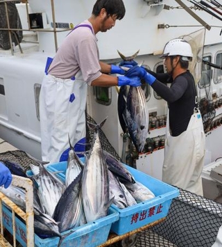 　高知県土佐市の宇佐漁港で水揚げされたカツオ＝２７日