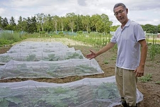 　「札幌大球」の畑を紹介する日原康貴さん＝２０２５年８月５日、札幌市