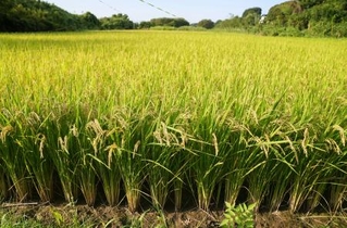 　埼玉県北本市の水田の稲穂。これまで「コシヒカリ」を植えていたが、今年から高温耐性に優れた品種「にじのきらめき」に切り替えた＝６日午後
