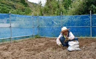 　地震と豪雨による被災からの復旧が進まない石川県輪島市門前町深見地区の集落で、畑仕事をする藤原文子さん＝１２日