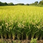 　埼玉県北本市の水田の稲穂。これまで「コシヒカリ」を植えていたが、今年から高温耐性に優れた品種「にじのきらめき」に切り替えた＝６日午後