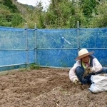 　地震と豪雨による被災からの復旧が進まない石川県輪島市門前町深見地区の集落で、畑仕事をする藤原文子さん＝１２日