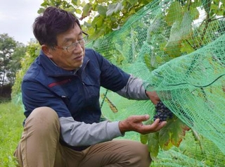 　収穫前のブドウの様子を見る濱田洋文さん＝北海道三笠市