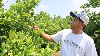 　村田農園で栽培している京檸檬を手に取る村田正己社長＝２０２５年８月、京都府久御山町