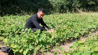 　提携農家のサツマイモ畑で作物の状態をチェックする「ＦＴＥＣ」の社員＝２０２５年１０月９日、福井県美浜町