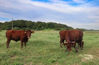 　耕作放棄地を活用した農場で放牧されている短角牛＝２０２５年１０月２日、愛知県豊橋市