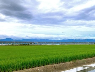 　サンマルクホールディングスが運営する予定の農地＝８月、熊本県宇城市