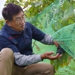 　収穫前のブドウの様子を見る濱田洋文さん＝北海道三笠市