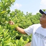 　村田農園で栽培している京檸檬を手に取る村田正己社長＝２０２５年８月、京都府久御山町