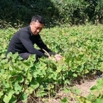 　提携農家のサツマイモ畑で作物の状態をチェックする「ＦＴＥＣ」の社員＝２０２５年１０月９日、福井県美浜町