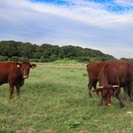 　耕作放棄地を活用した農場で放牧されている短角牛＝２０２５年１０月２日、愛知県豊橋市