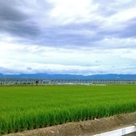 　サンマルクホールディングスが運営する予定の農地＝８月、熊本県宇城市