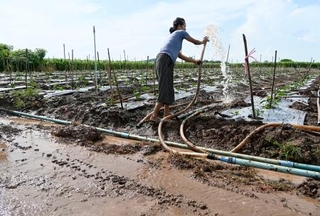 　コック川の水を引いて野菜を栽培する農家の女性＝１０月１３日、タイ・チェンライ（共同）