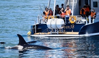 　北海道・知床の羅臼町沖で観光船の近くを泳ぐシャチの群れを見る観光客ら＝６月