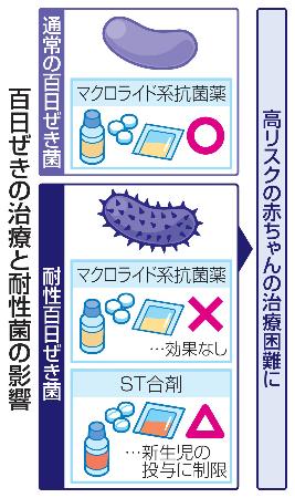 　百日ぜきの治療と耐性菌の影響