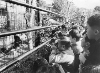 　パンダをひと目見ようと押しかけた人々＝１９７２年１１月５日、上野動物園