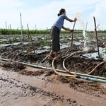 　コック川の水を引いて野菜を栽培する農家の女性＝１０月１３日、タイ・チェンライ（共同）