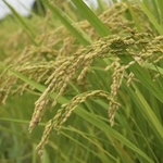　埼玉県北本市の水田の稲穂