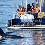 　北海道・知床の羅臼町沖で観光船の近くを泳ぐシャチの群れを見る観光客ら＝６月