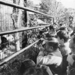 　パンダをひと目見ようと押しかけた人々＝１９７２年１１月５日、上野動物園