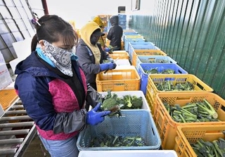　ブロッコリーの出荷作業をする外国人労働者＝１０月、北海道浦幌町
