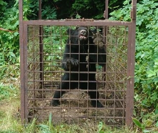 　今年８月に小諸市内で捕獲されたクマ