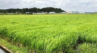 　静岡県中部の水田＝８月