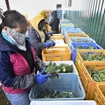 　ブロッコリーの出荷作業をする外国人労働者＝１０月、北海道浦幌町