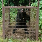 　今年８月に小諸市内で捕獲されたクマ