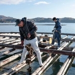 　カキの様子を確認する美野森也さん（左）＝広島県東広島市