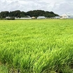 　静岡県中部の水田＝８月